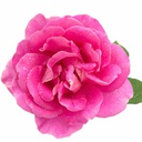 Rose Eau Floral